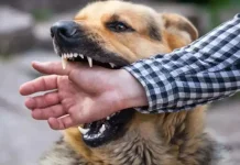 Ratusan Kasus Gigitan Hewan Rabies Terjadi di Kabupaten Bima