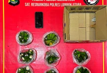 Polisi Sita 407,63 Gram Magic Mushroom, Enam Orang Jadi Tersangka