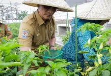 Lahan Tidur Mataram Disulap Jadi Sentra Cabai