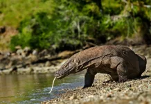 Komodo, Hewan Purba yang Hanya Ada di Indonesia