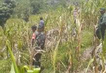 El Nino, Ancam Komoditi Jagung