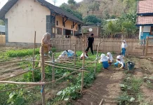 Kebun Sekolah SDN Inpres Sai, Jadi Upaya Cegah Ancaman Gizi Buruk