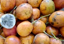 Manisnya Markisa Madu: Buah Eksotis dengan Sensasi Rasa yang Memikat