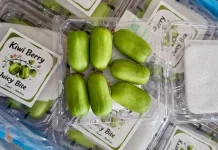 Sensasi Praktis Kiwi Berry: Buah Mungil Berdaya Nutrisi Tinggi