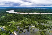 Menanam di Atas Gambut, Antara Peluang dan Jebakan