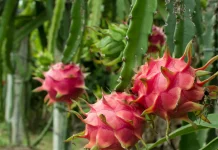 Intip Kandungan Nutrisi yang Dimiliki Buah Naga