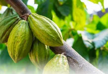 Lombok Utara Dapat Bantuan Perluasan Areal Tanam Kakao 225 Hektare