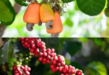 Selain Kakao, KLU Siapkan Pengembangan Kopi dan Peremajaan Mete