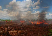 Mengapa Sulit Memadamkan Kebakaran Lahan Gambut?