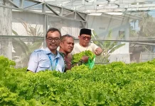 Segala Anyar Manfaatkan Halaman Kantor Bertanam Sayuran