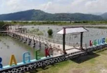 Pelestarian Ekosistem Pesisir Melalui Tanaman Bakau