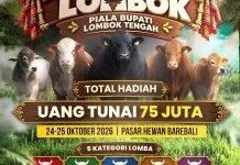 Kontes Sapi Lombok 2026 Siap Digelar, Peternak Didorong Naik Kelas