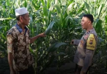 Jaga Ketahanan Pangan di Lombok Timur, Polisi Pantau Tanaman Jagung
