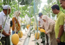 Golden Melon BUMDes Labuapi Buka Peluang Baru Ekonomi Masyarakat