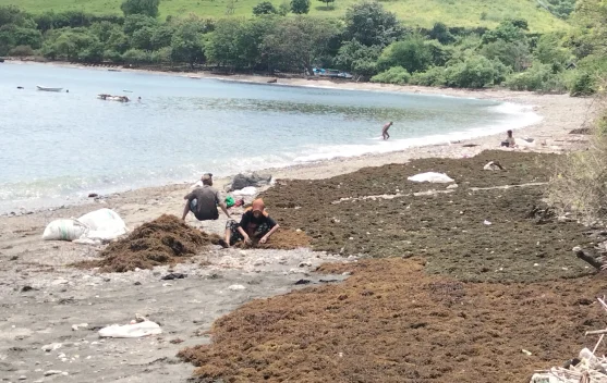Warga Ambalawi Berburu Rumput Laut di Bulan Ramadan