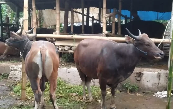Idul Adha Semakin Dekat, Ini Syarat Hewan Kurban yang Perlu Diketahui