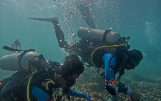 Innit Lombok dan Indonesia Biru Foundation Pulihkan Terumbu Karang Teluk Ekas