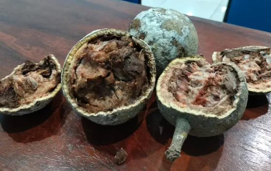 Mengenal Kinca, Buah Legendaris Favorit Masyarakat Bima