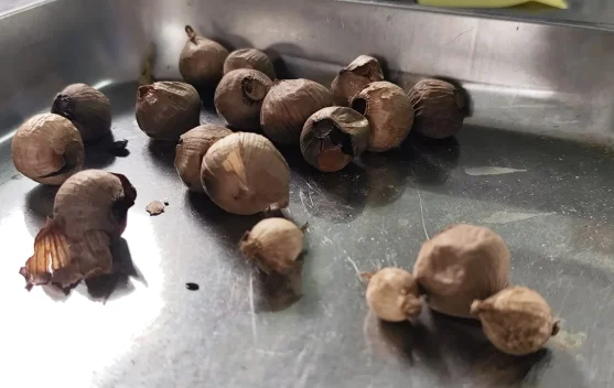 Tingkatkan Nilai Jual Bawang Putih Sembalun, Ibu Syaeun Kembangkan Black Garlic