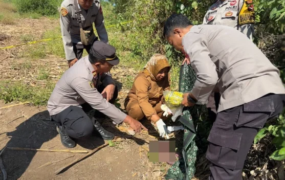 Mayat Bayi Ditemukan di Lahan Jagung