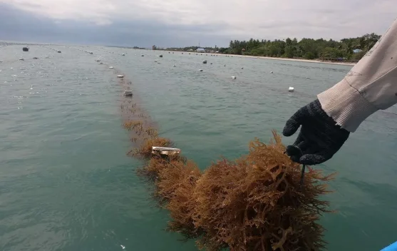 Dari Pesisir Jerowaru, Harapan Tumbuh dalam Keripik Rumput Laut