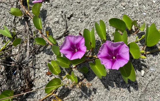 Morning Glory, Simbol Keindahan yang Singkat dan Sementara