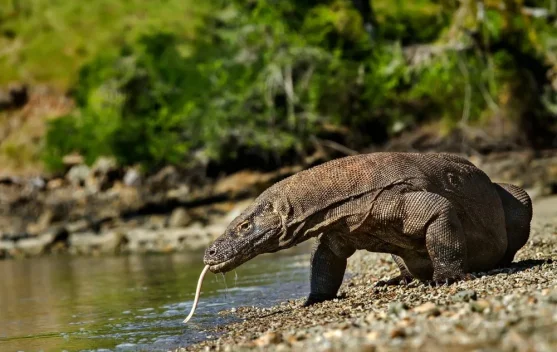 Komodo, Hewan Purba yang Hanya Ada di Indonesia