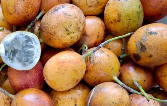 Manisnya Markisa Madu: Buah Eksotis dengan Sensasi Rasa yang Memikat
