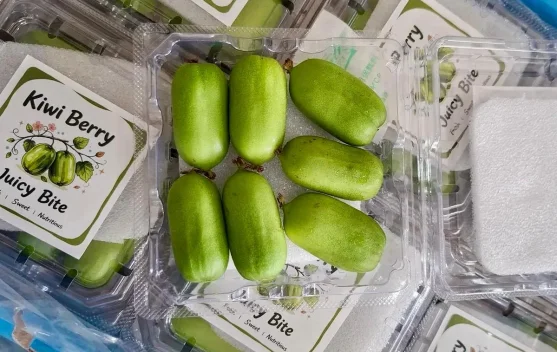 Sensasi Praktis Kiwi Berry: Buah Mungil Berdaya Nutrisi Tinggi