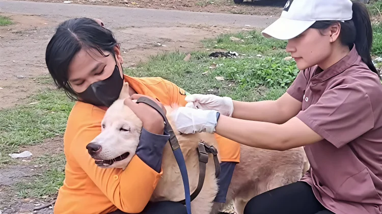 Vaksinasi Rabies Gratis, 312 Hewan Terlayani