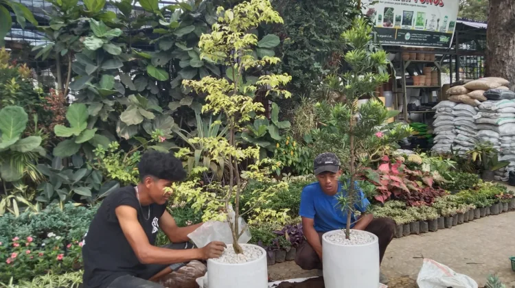Peluang Usaha Tanaman Kian Menjanjikan di tengah Tren Gaya Hidup Hijau