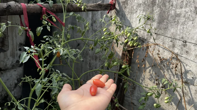 Urban Farming, Langkah Sederhana Jaga Kesehatan di tengah Hiruk-Pikuk Kota