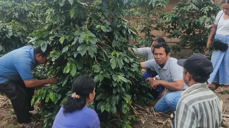 Dinas Pertanian Dairi: Sosialisasikan Pembuatan POC untuk Petani Kopi