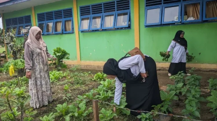 MTsN 1 Palas Sukses Panen Sawi Hijau Hasil Program Ekoteologi