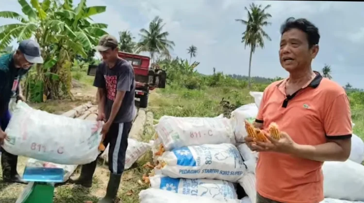 Kelompok Tani Sehati  Panen Jagung