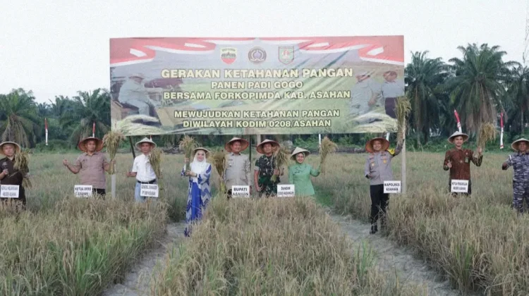 Kodim 0208 Asahan Bersama Forkopimda Panen Padi Gogo