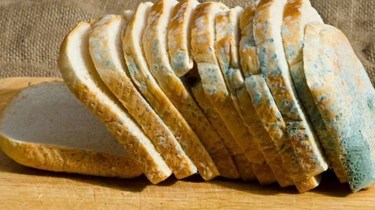 Jangan Asal Buang Bagian Jamur, Roti Berjamur Bisa Picu Risiko Kesehatan