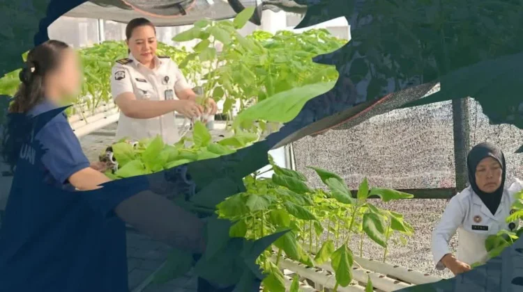 Lapas Perempuan Medan Bekali Warga Binaan Keterampilan Hidroponik