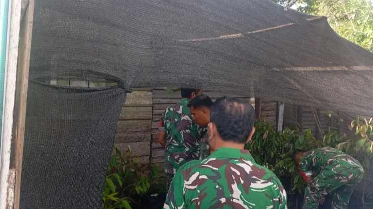 Danramil 04/Tigalingga Kerahkan Personel Siapkan Ratusan Bibit Unggul