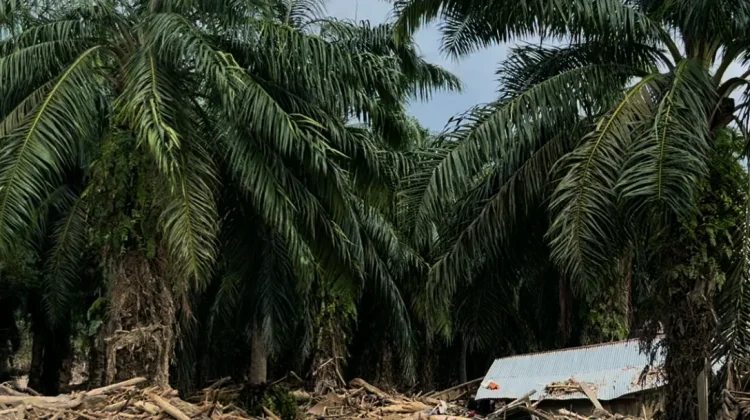 Harga Sawit Naik, Kenaikan Pupuk Tekan Pendapatan Petani