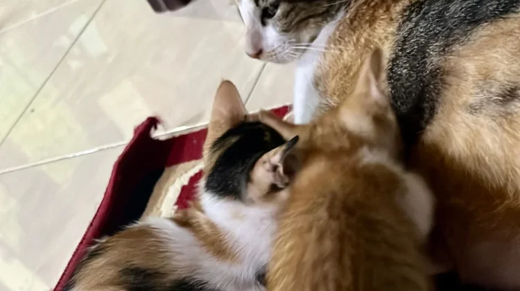 Bukan Sekadar “Meong”, Ini Arti Suara Kucing yang Sering Diabaikan Pemilik