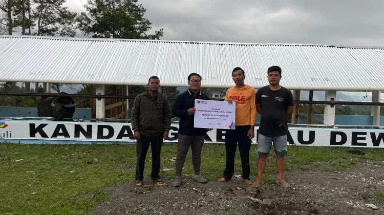 Program Pemberdayaan Ternak Kerbau Perkuat Ketahanan Pangan di Samosir
