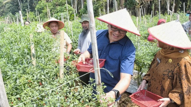 Bupati Deli Serang Panen Cabai Bersama Petani