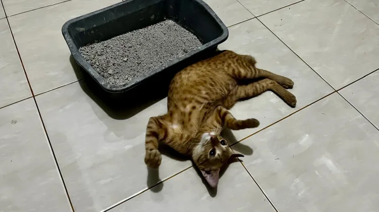 Kucing Pipis Sembarangan? Ini Cara Efektif Mengatasinya tanpa Perlu Marah