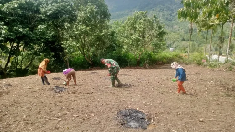 Babinsa Koramil 07/Salak Bantu Petani Tanam Padi Gogo di Desa Simerpara, Pakpak Bhar