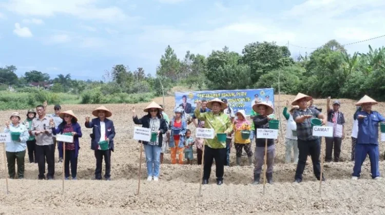 Bupati Samosir Tanam Bawang Putih di Simanindo
