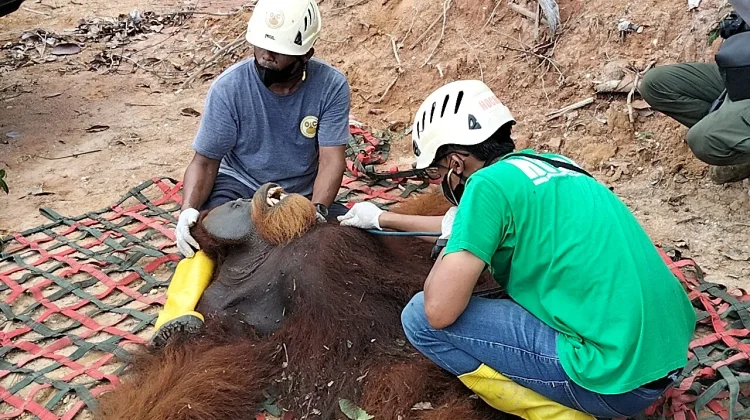 BBKSDA Sumut Rescue dan Translokasi Orangutan Sumatera (Pongo abelii) di Langkat
