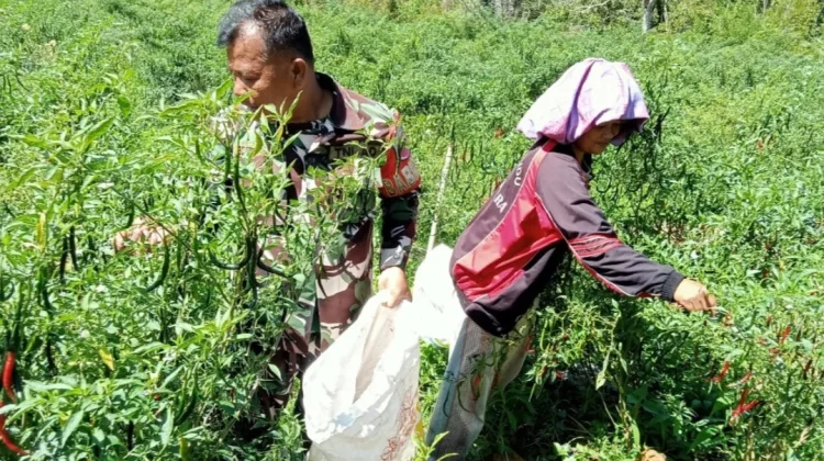 Bukti Kedekatan Babinsa dan Petani Cabai di Desa Pardomuan