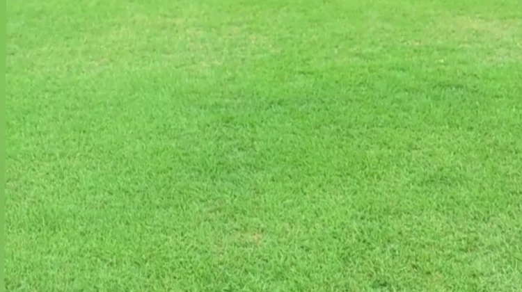 Rumput Stadion Utama Sumut Dipastikan Aman bagi Pemain