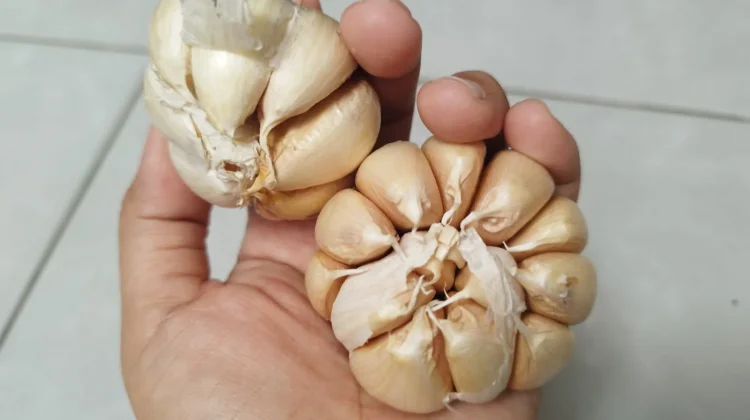 Obat Herbal yang Bantu Melengkapi Pengobatan Pasca Stroke